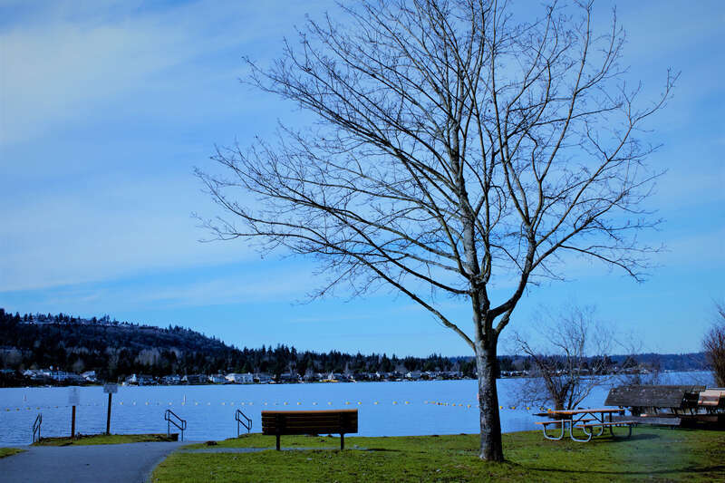 500px provided description: Clicked on Fe 12th at Lake Sammamish state park. [#nature ,#parks]