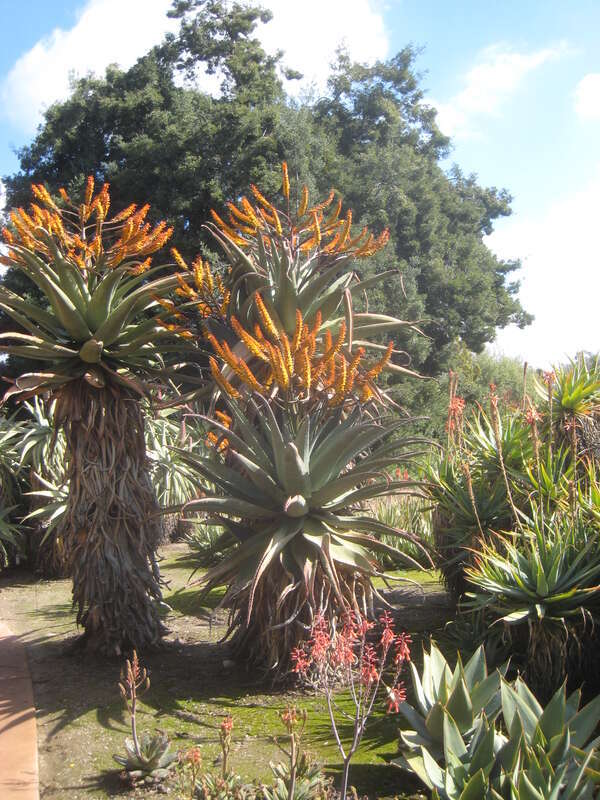 African Section of Los Angeles County Arboretum