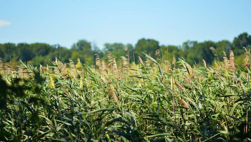 Mentor Marsh Nature Preserve