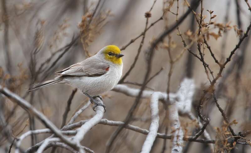 Verdin, Slick Rock Park, St. George, Utah, USA.

From the My Public Lands Magazine, Spring 2015: A Birder's Paradise. Winters in Utah offer a chance to view and study our nonmigratory feathered friends. Story by Yanavey McCloskey, BLM Utah; photo by