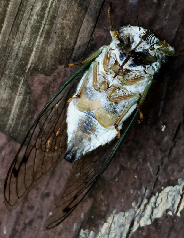 Underside of Neotibicen winnemanna, the Eastern scissor grinder cicada