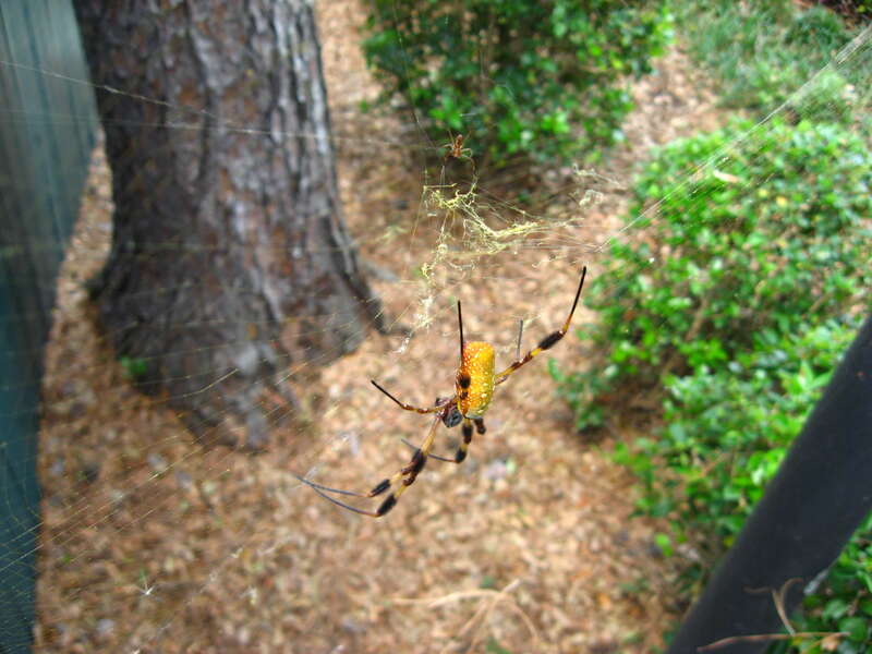 A large adult female and her much smaller male companion