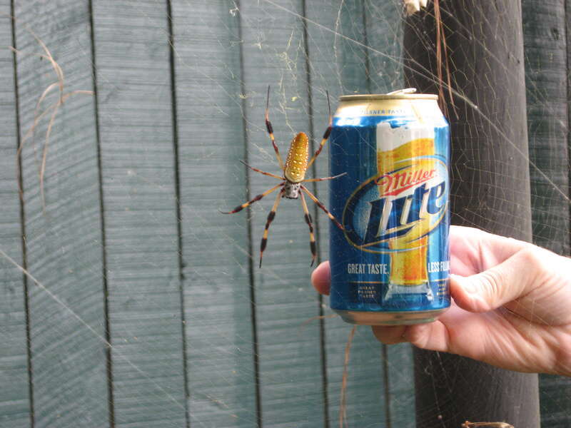 Nephila clavipes. Size is shown in perspective with beverage can.