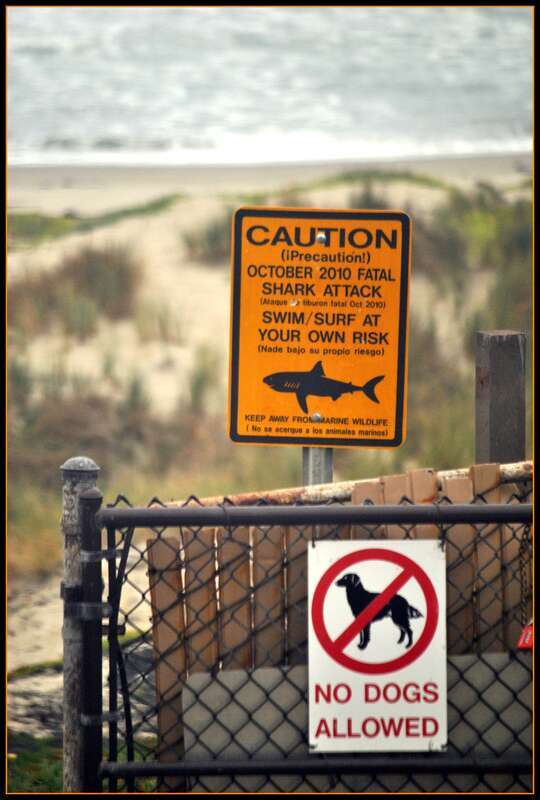 One of a series of photos taken from the Pacific Surfliner at Surf Amtrak station in California Surfer killed here by shark