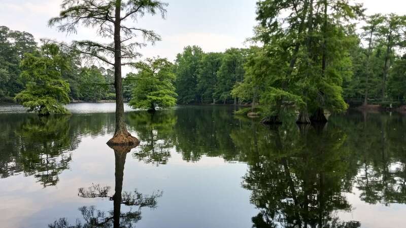 Swan Lake at the grounds of the Swan Lake Iris Gardens in Sumter, South Carolina, near Millwood Gardens and Westhaven.