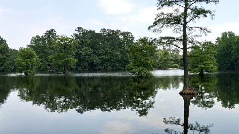 Swan Lake at the grounds of the Swan Lake Iris Gardens in Sumter, South Carolina, near Millwood Gardens and Westhaven.