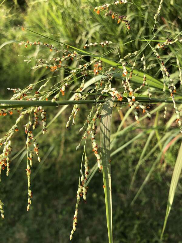 Panicum dichotomiflorum