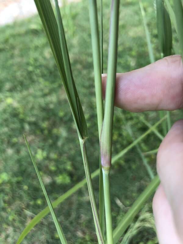 Panicum dichotomiflorum
