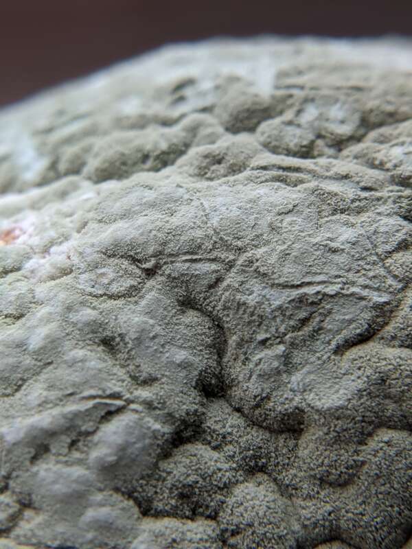 citrus green mold (Penicillium digitatum)