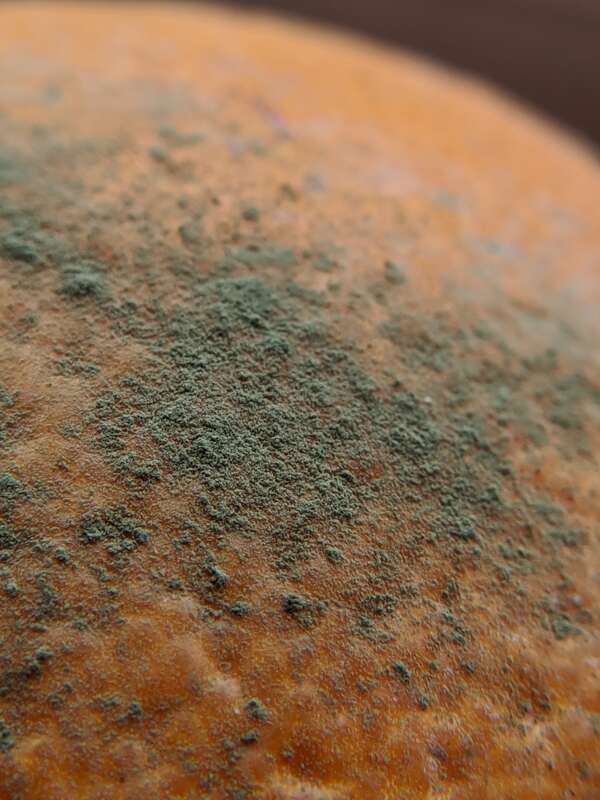 citrus green mold (Penicillium digitatum)