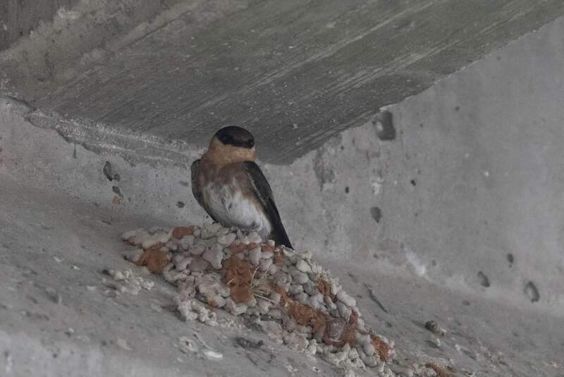 Cave Swallow (Petrochelidon fulva)