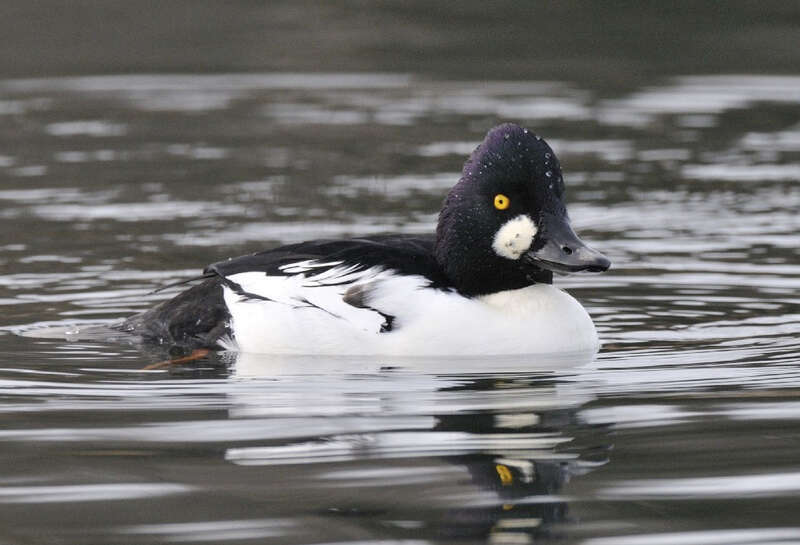 Photo of the Week - 6/24/2013

The common goldeneye is the representative species on the 2013-2014 Federal Duck Stamp. To learn more go to http://1.usa.gov/19plJZt 

Credit: Bill