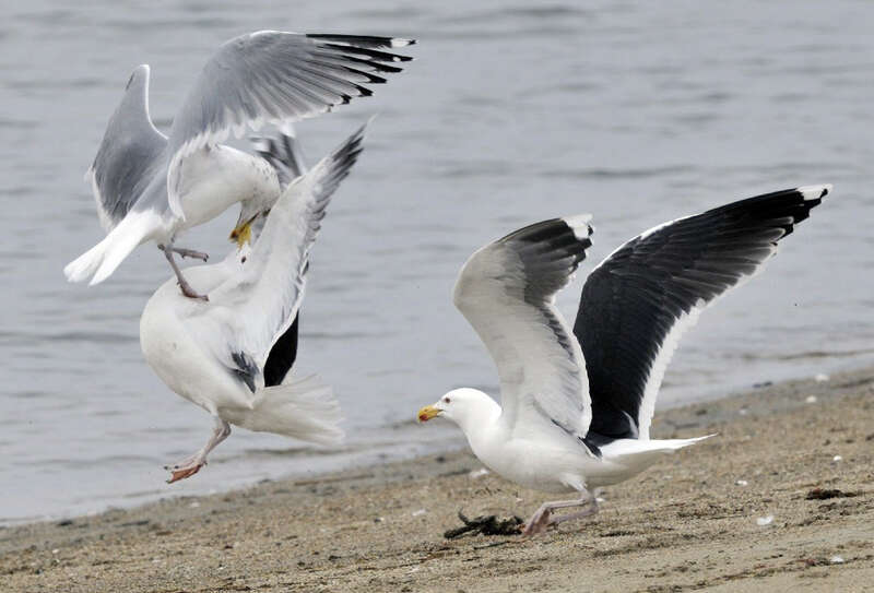 Photo of the Week - 3/12/12

Great black-backed gulls battling a Herring gull for a crab at Oakland Beach in Warwick, RI.


Credit: Bill Thompson/USFWS