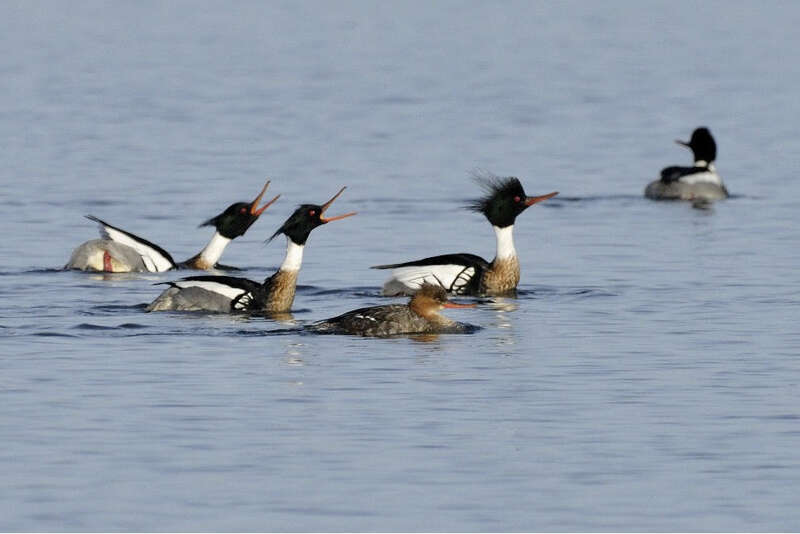 Photo of the Week - 4/15/2013

Male Red-breasted mergansers courting a single female at Conimicut Point Park in Warwick, RI.

Credit: Bill Thompson/USFWS

http://www.fws.gov/northeast

https://www.facebook.com/usfwsnortheast