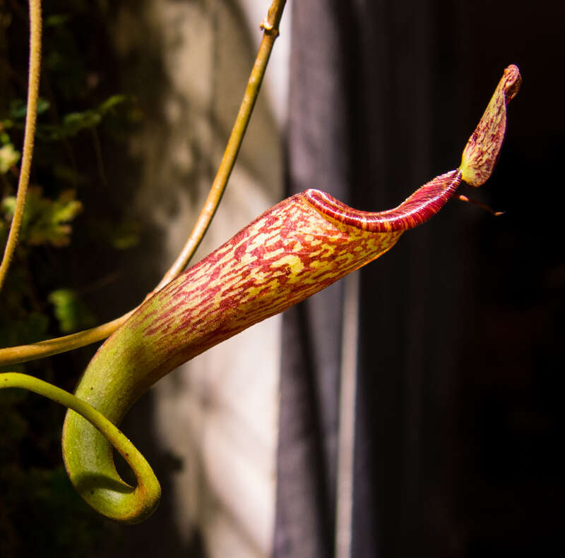 Unidentified Nepenthes (pitcher plant) in the rainforests exhibit of the California Academy of Sciences.