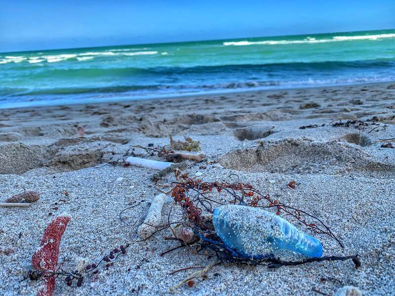 Man of war found next to dead coral on a Miami Florida beach photo taken by Richard Arterbury of Ocean Blue Project.
