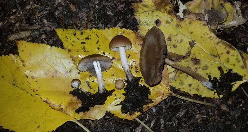 Psathyrella incerta