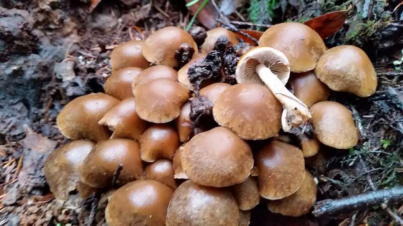 Common Stump Brittlestem (Psathyrella piluliformis)