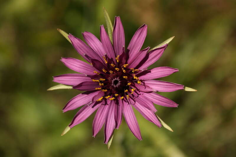 Purple salsify flower