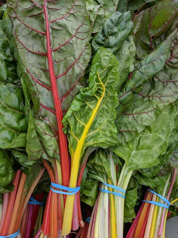Bundles of rainbow chard for sale from a produce vendor at the Campbell farmers market in Campbell, California.
