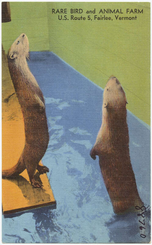 File name: 06_10_002180
Title: Rare Bird and Animal Farm, U. S. Route 5, Fairlee, Vermont
Created/Published: "Tichnor Quality Views", Reg,U.S.Pat.Off., Made Only by Tichnor Bros., Inc., Boston, Mass.
Date issued: 1954 - 1970 (approximate)
Physical