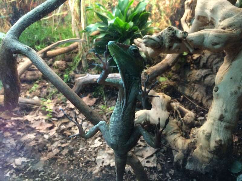 Reptile House, Turtle Back Zoo #NJ