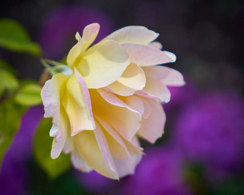 We've been at home since March and my wife has been taking good care of the roses. I've been working and exercising, it is time to get back to photography.