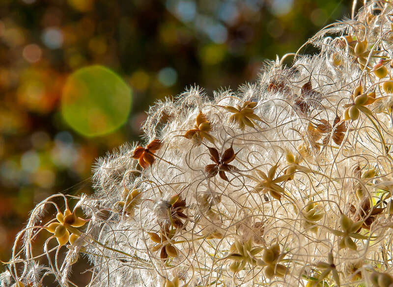 From the gardens at Bush Park, Salem, Oregon.