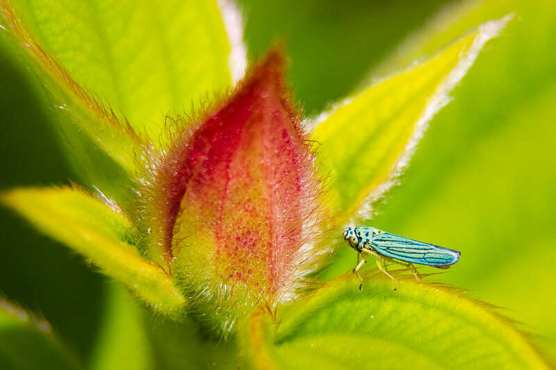 I found this little guy on the tree in front of my window. It's about 5mm long. It seems to be floating on that leaf. Shot handheld with the 21mm extension tube on my zoom lens. The lens was about 20cm from the bug. Slowly moved in until it was in