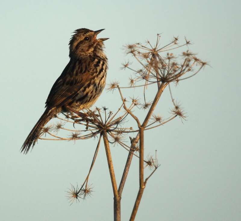 Baylands Nature Preserve, Palo Alto CA
