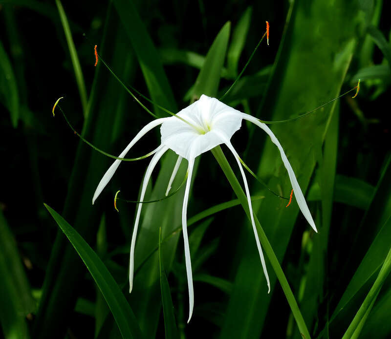 Texas spiderlily -- Hymenocallis liriosme, a native Texas flower.
