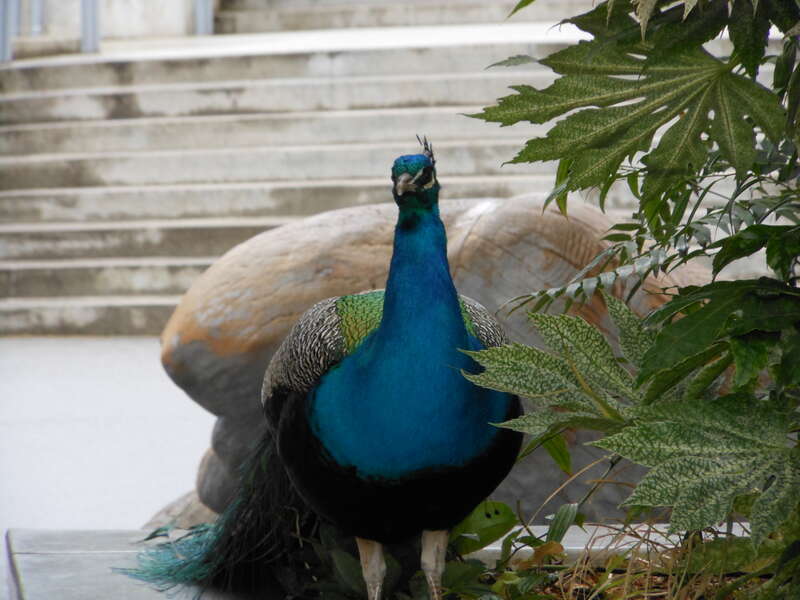 These run free around the grounds. This one was being a bad boy and sitting on the plants.