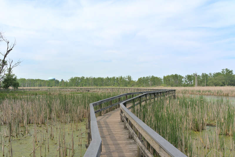 Cattail marshland, Tifft Nature Preserve, Buffalo, New York