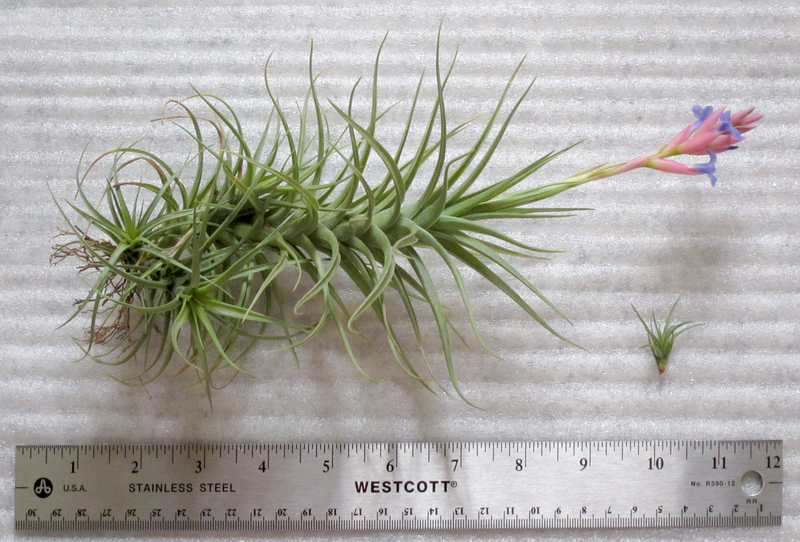 A mature Tillandsia, ~1 foot long, showing epiphytic root system, multiple un-detached daughter plants, 3 fully opened purple flowers and purple buds projecting from pink bract. Also shown is naturally detached daughter plant, ~1 inch long, which has