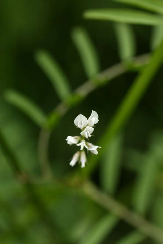 some kind of tiny white vetch, I can't figure it out.