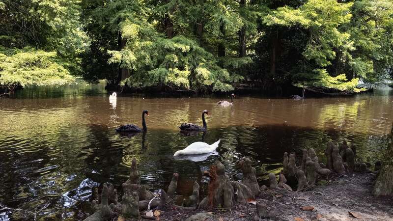 Swans at Swan Lake Iris Gardens in Sumter, South Carolina.
