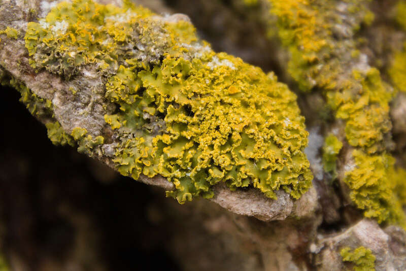 Powdery Sunburst Lichen (Xanthomendoza ulophyllodes)