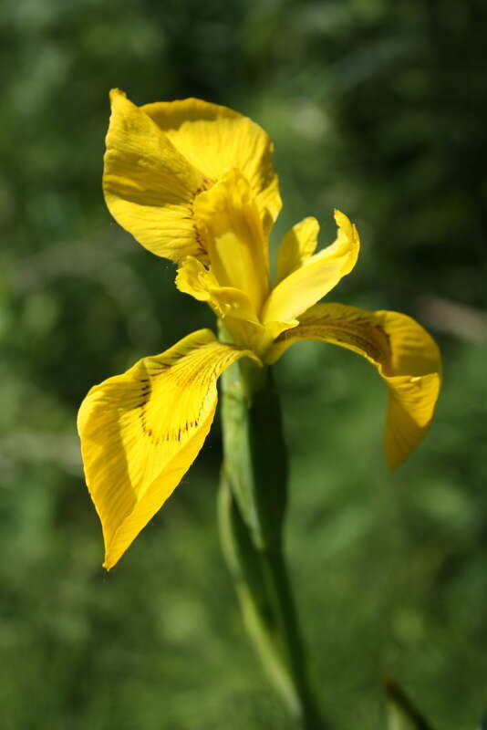 Yellow iris