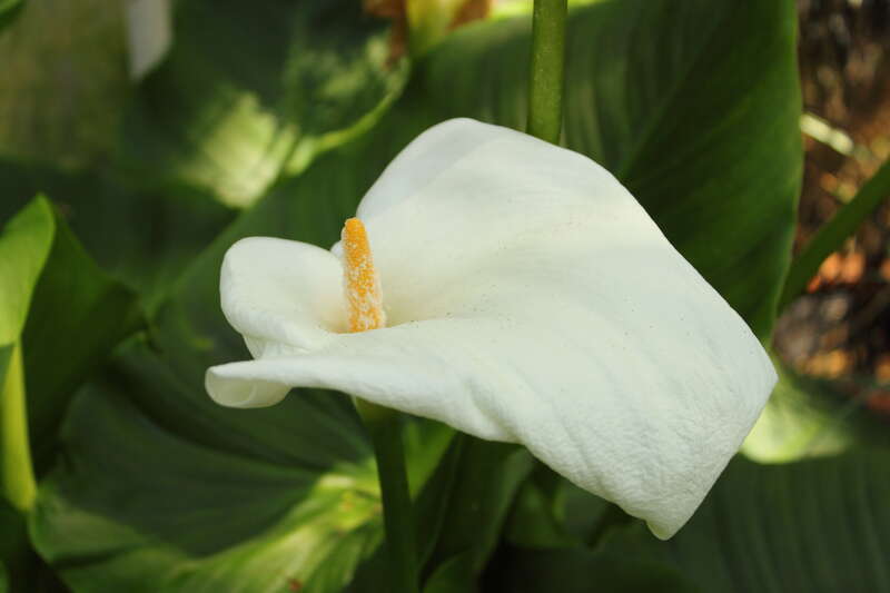 Zantedeschia aethiopica en    'Hercules' flower inside the Balboa Park Botanical Building in San Diego, California.