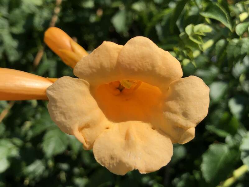 Orange trumpet creeper flower along Passaic County Route 601 (Main Avenue) in Passaic, Passaic County, New Jersey