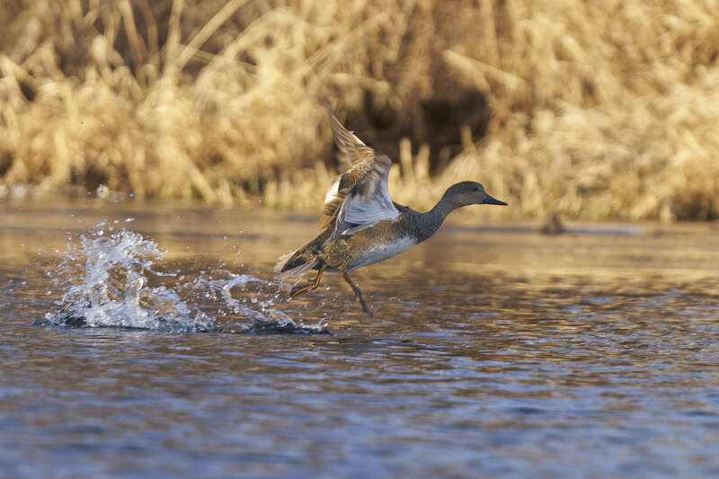 Gadwall. Hockanum Reservoir. East Hartford, CT USA