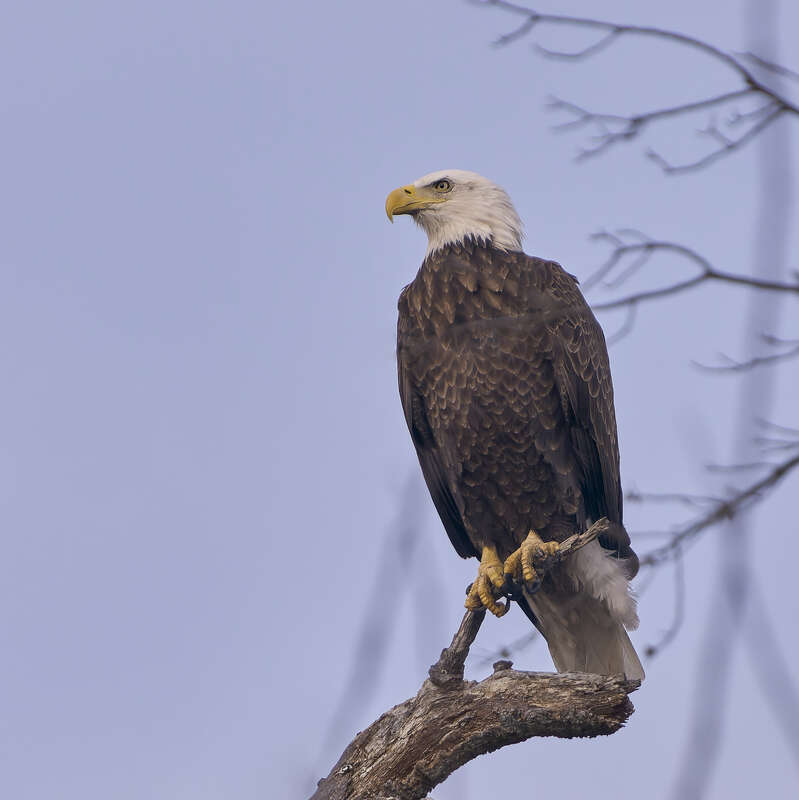 Bald Eagle. Hockanum Reservoir. East Hartford, CT USA