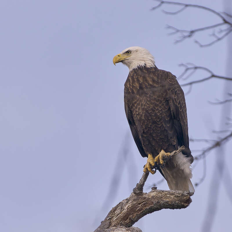 Bald Eagle. Hockanum Reservoir. East Hartford, CT USA