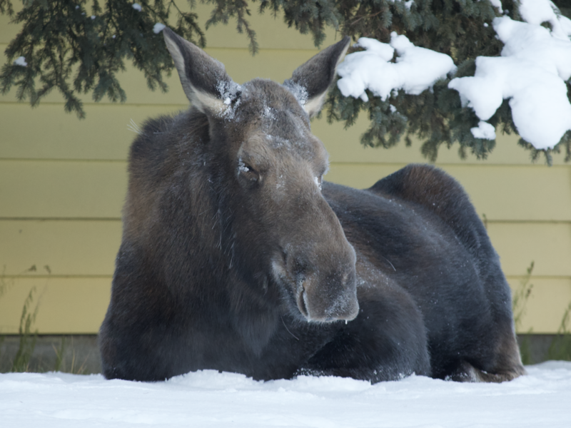 A photo of an adult female moose lying down in the snow in front of a house in Anchorage, Alaska. There is ice frozen to her eyelashes from the sub-zero temperatures.
