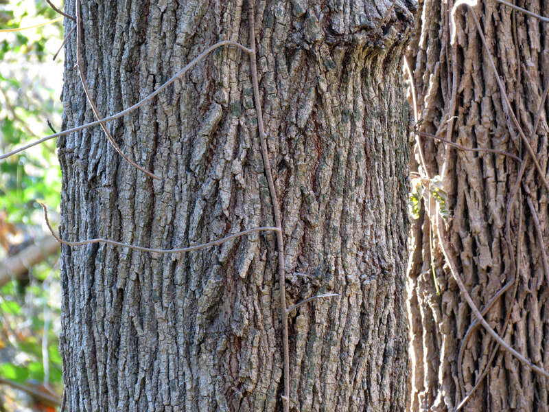 Acer negundo. Rock Creek Park, Washington, DC, USA.