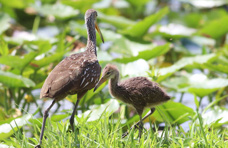 Limpkin (adult left, juvenile right)