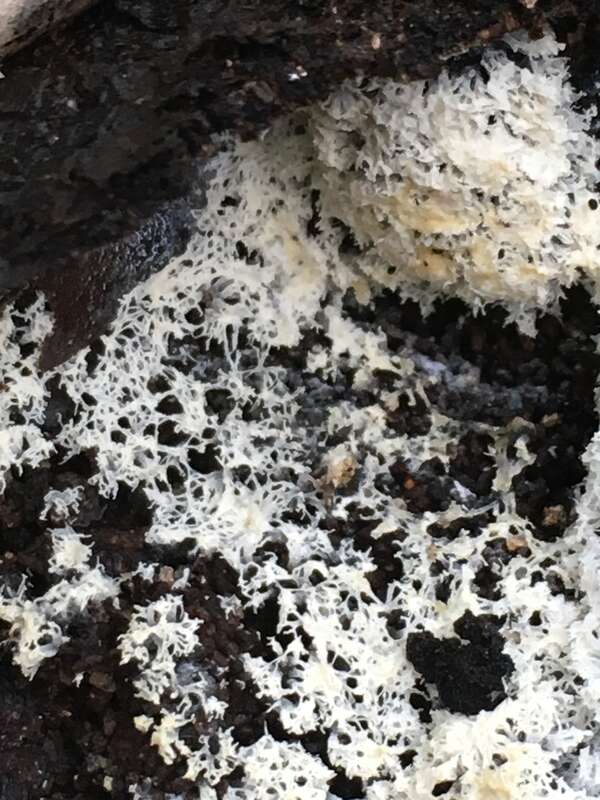 Honeycomb Coral Slime Mold (Ceratiomyxa fruticulosa)