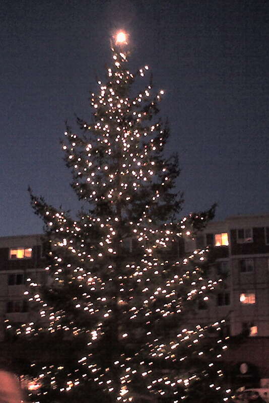 Christmas Tree Sylvester Park, Olympia WA 2007
