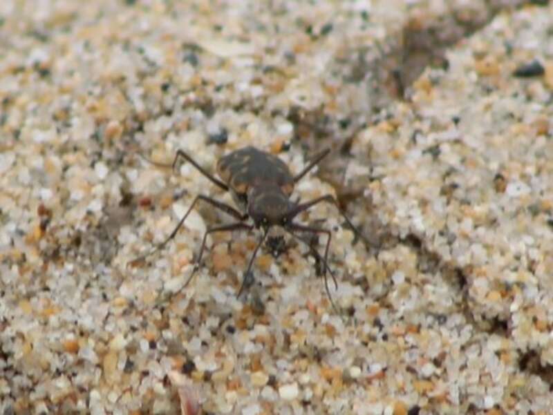 Mudflat Tiger Beetle (Cicindela trifasciata sigmoidea). Subspecies of insect.