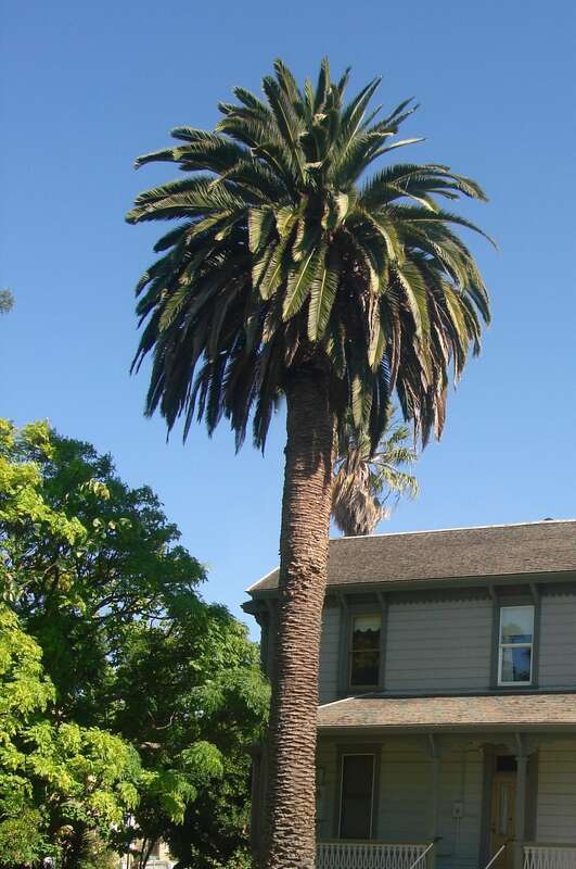 Concord, CA, USA - Galindo House and Gardens, is a 19th c. house, built in 1856 by Francisco Galindo and his wife, Maria Dolores Manuela (Pacheco) Galindo                               (1721 Amador Ave., Concord, CA)
